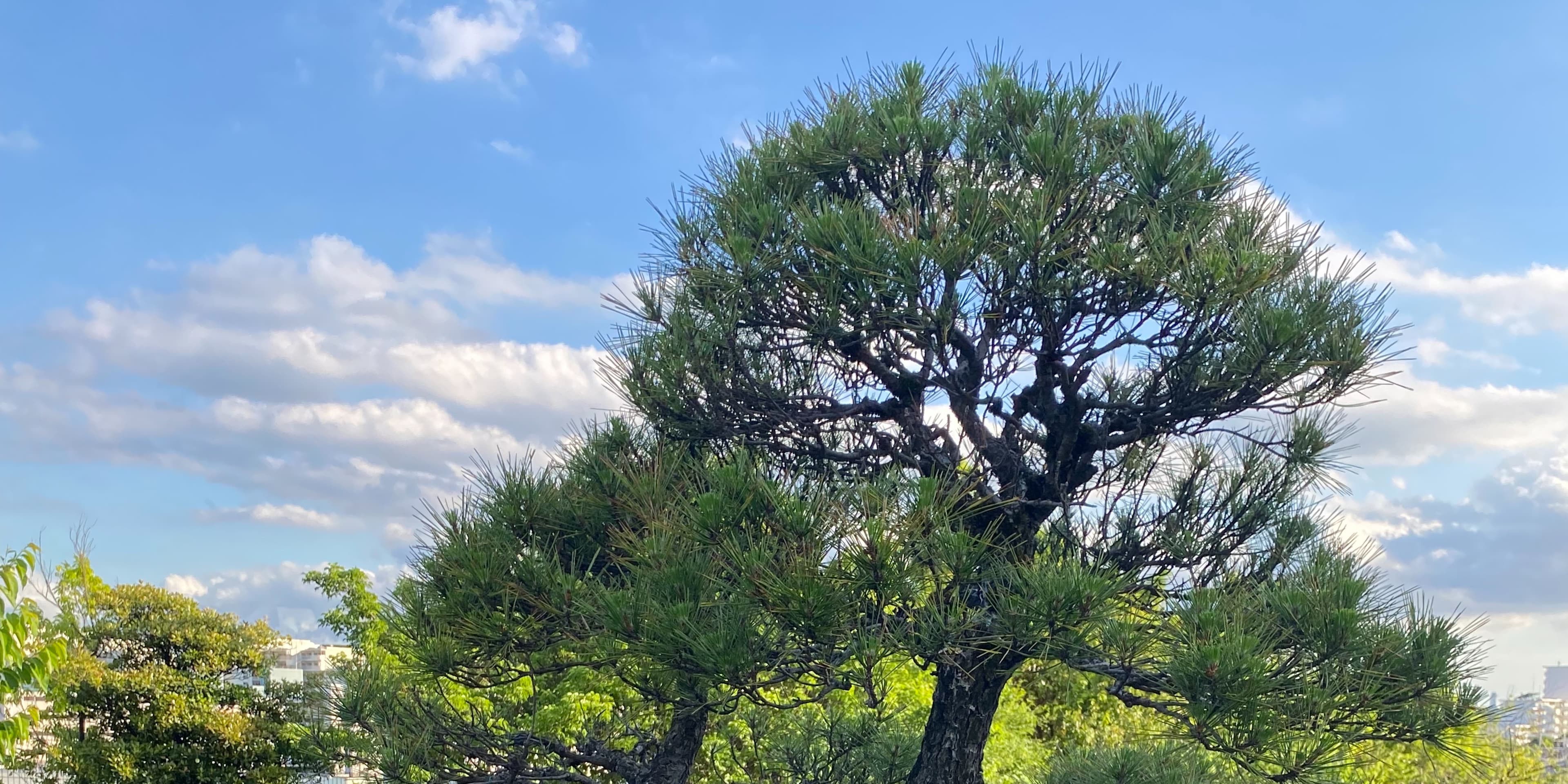 Cover photo